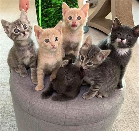 Cute <b>kittens</b> at <b>Helen Woodward Animal Center</b>! Updated daily during <b>Kitten</b> Season. . Kitten adoption san diego